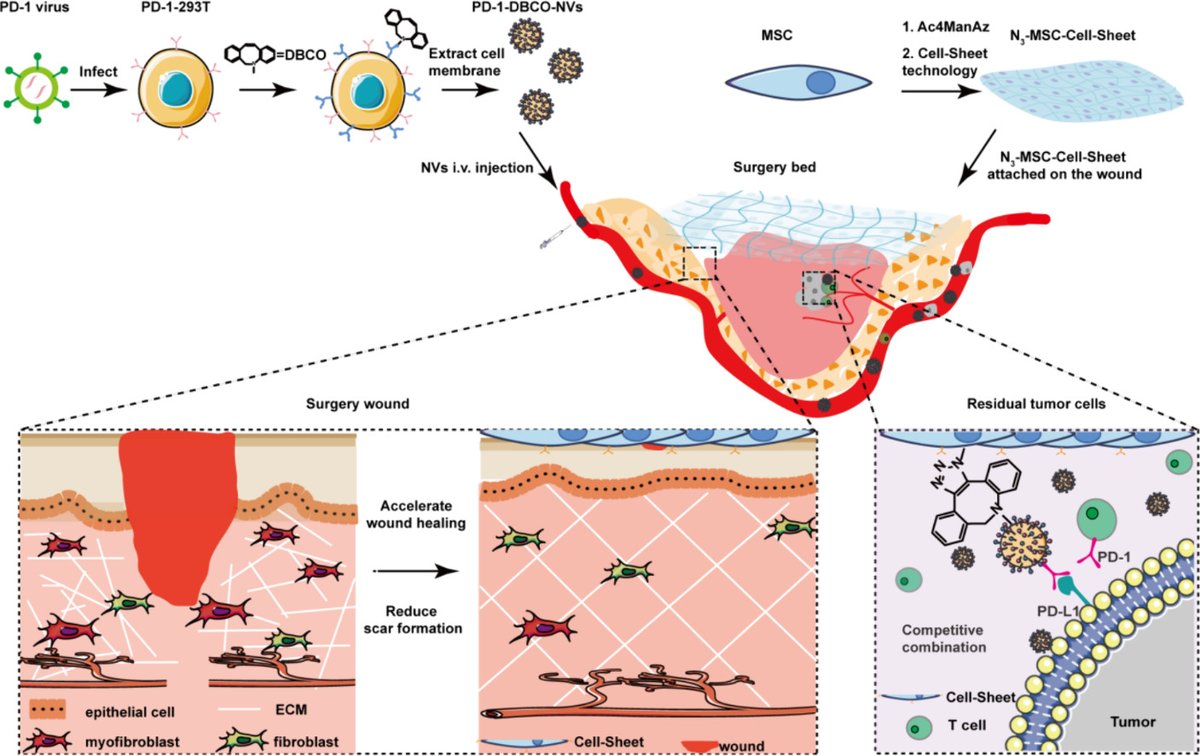 JCRnEDITORS's tweet image. Bioorthogonal targeted cell membrane vesicles/cell-sheet composites reduce postoperative tumor recurrence and scar formation of melanoma.
| Hongbo Chen @sysu_1924 |
[50 days' free access]
#CellSheet #MembraneVesicle #bioorthogonal
authors.elsevier.com/a/1jJxdcI2-5x0U