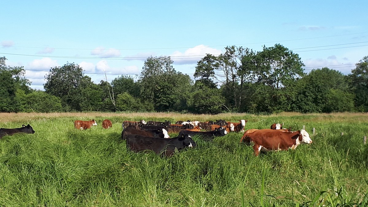 How feasible is it for farmers to implement various innovative permanent grassland management options in different parts of Europe? Find out here: ow.ly/Uory50Sp3OM