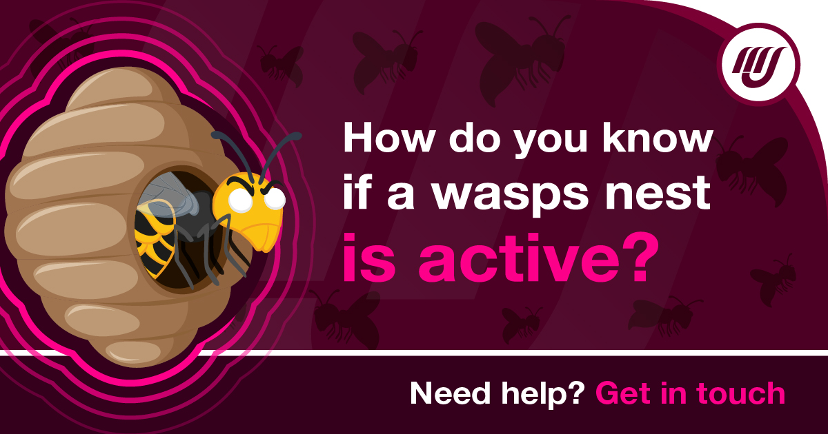 MJBpestcontrol's tweet photo. How can you determine if a wasp nest is active?

The best way is actually the most simple- check it for activity. Do you see large numbers of wasps coming and going? Try to check this during the day, as wasps are less active on a night.

#waspnests #pestcontrol #pestmanagement https://t.co/jHkJGEt30T