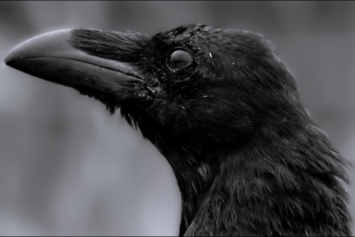 Pete Coleman tweet media