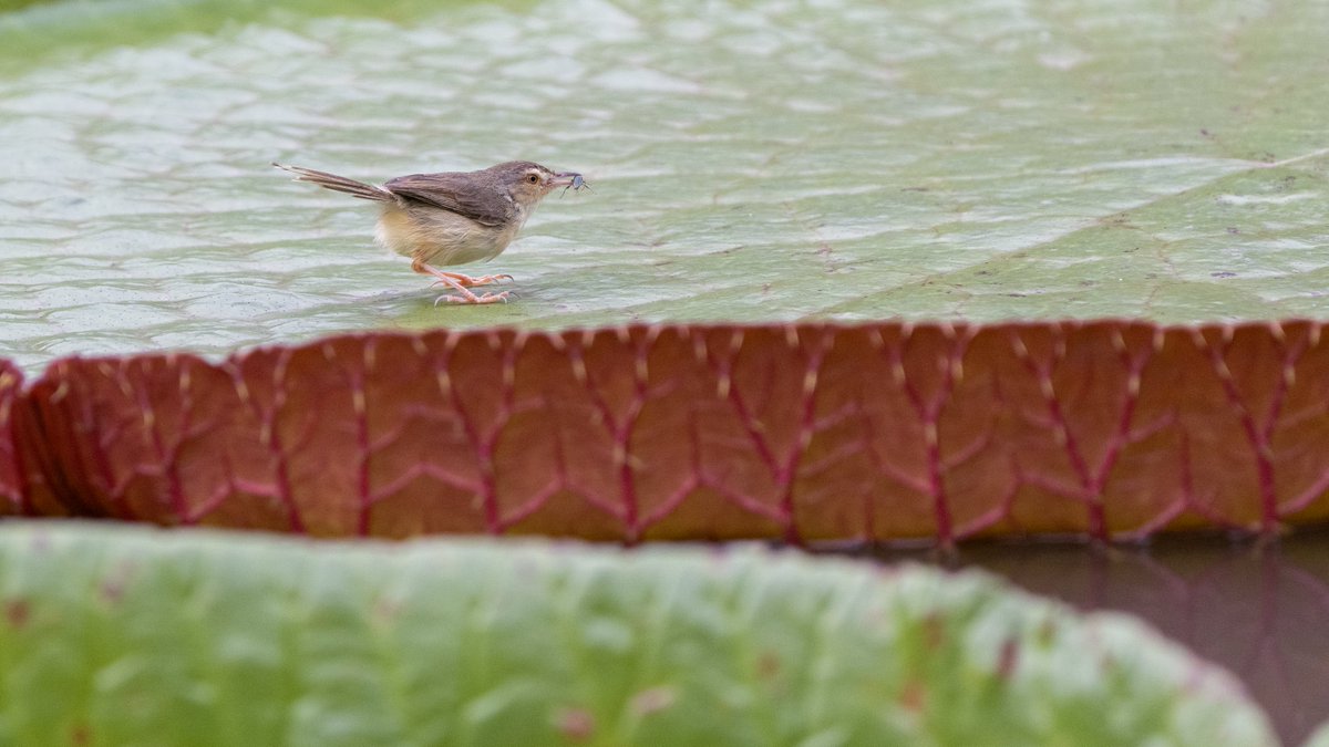 F0urrivers's tweet photo. Plain #prinia #Xishuangbanna #Yunnan
プレーンプリン
#wildbird #wildlifephotography #Nikkor #Z180600 https://t.co/FtoTIN2Sxl