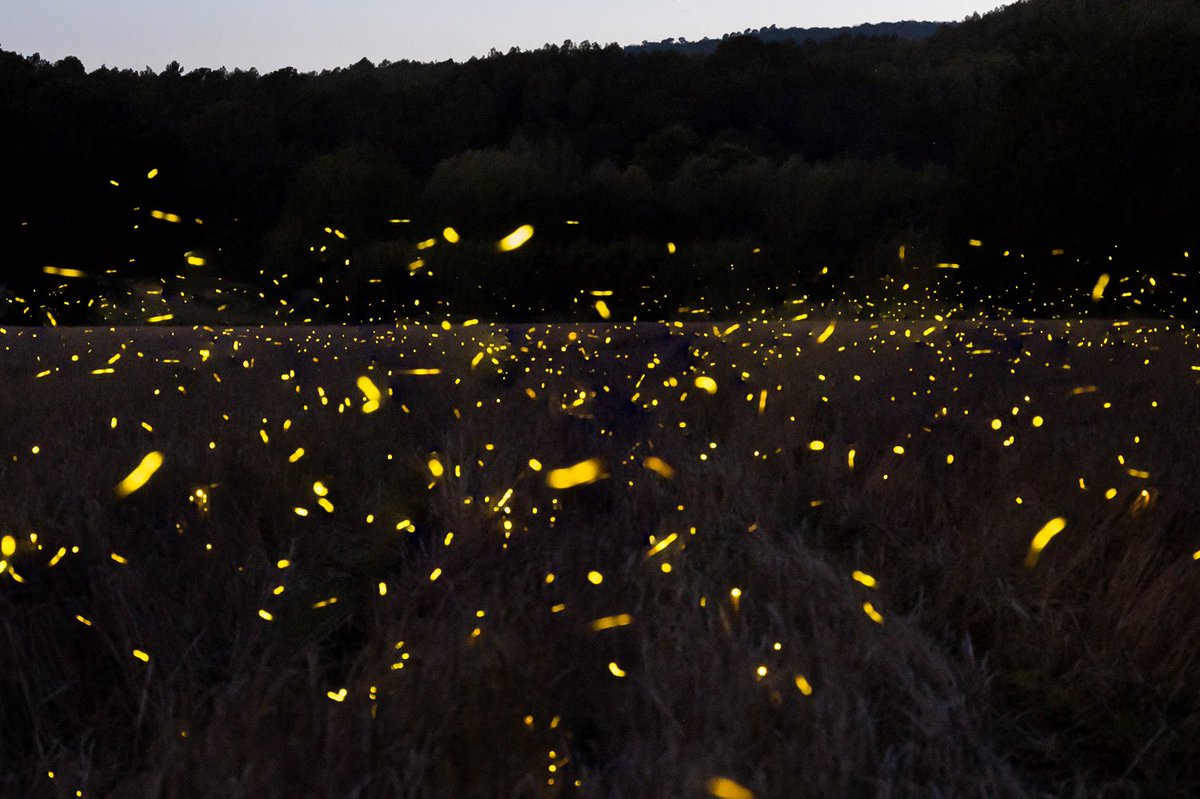 Cuques de llum.
El Pla de l’Estany.