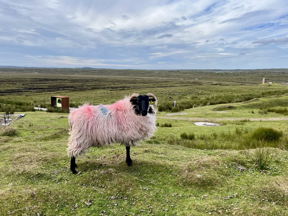 actorharry's tweet photo. Weird Barbie sheep, Connemara https://t.co/bvkvY9TiS0