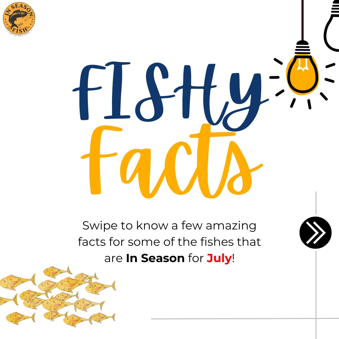 InSeasonFish's tweet image. Time to read some interesting facts about few of the much loved fish species that are #InSeason in July along both Indian coasts!

#GreatBarracuda #Bombayduck #pomfret #facts #fish #sustainable #fishing #seasonal #facts #fishy #Indian