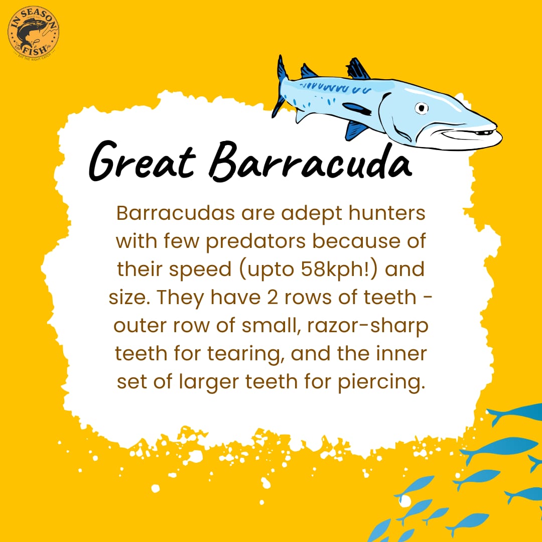 InSeasonFish's tweet image. Time to read some interesting facts about few of the much loved fish species that are #InSeason in July along both Indian coasts!

#GreatBarracuda #Bombayduck #pomfret #facts #fish #sustainable #fishing #seasonal #facts #fishy #Indian