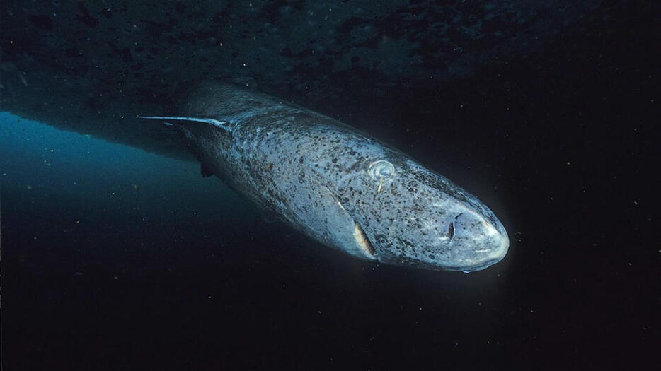 Vetitude's tweet image. Les #requins du Groenland vivent jusqu'à 400 ans et pourraient nous aider à faire de même

ow.ly/jf6H50SxKYI