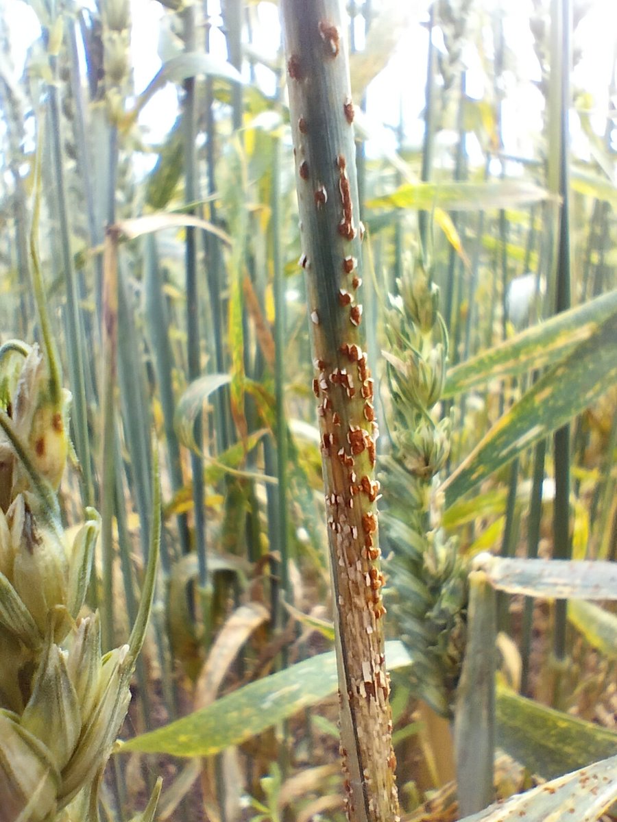 CResWheat's tweet image. Beautiful morning in the #CResWheat field searching for gout fly pupae.  Some #stemrust was also spotted. #diseasenursery  #nordic #trial