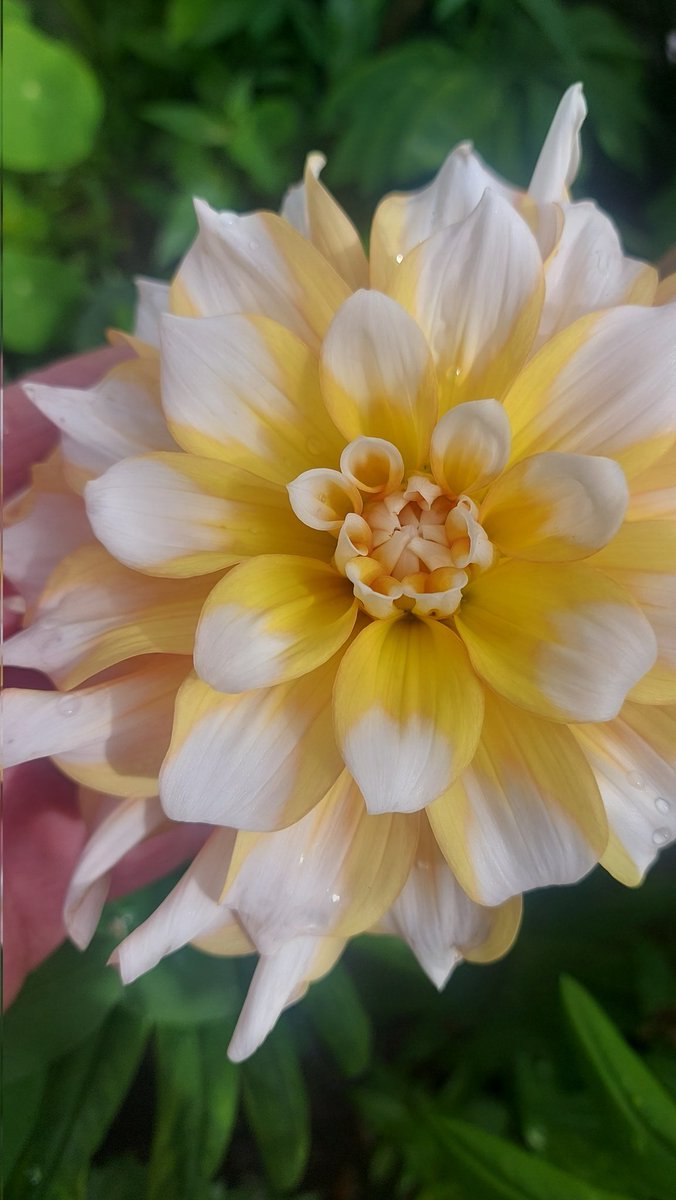 roy balfour tweet media