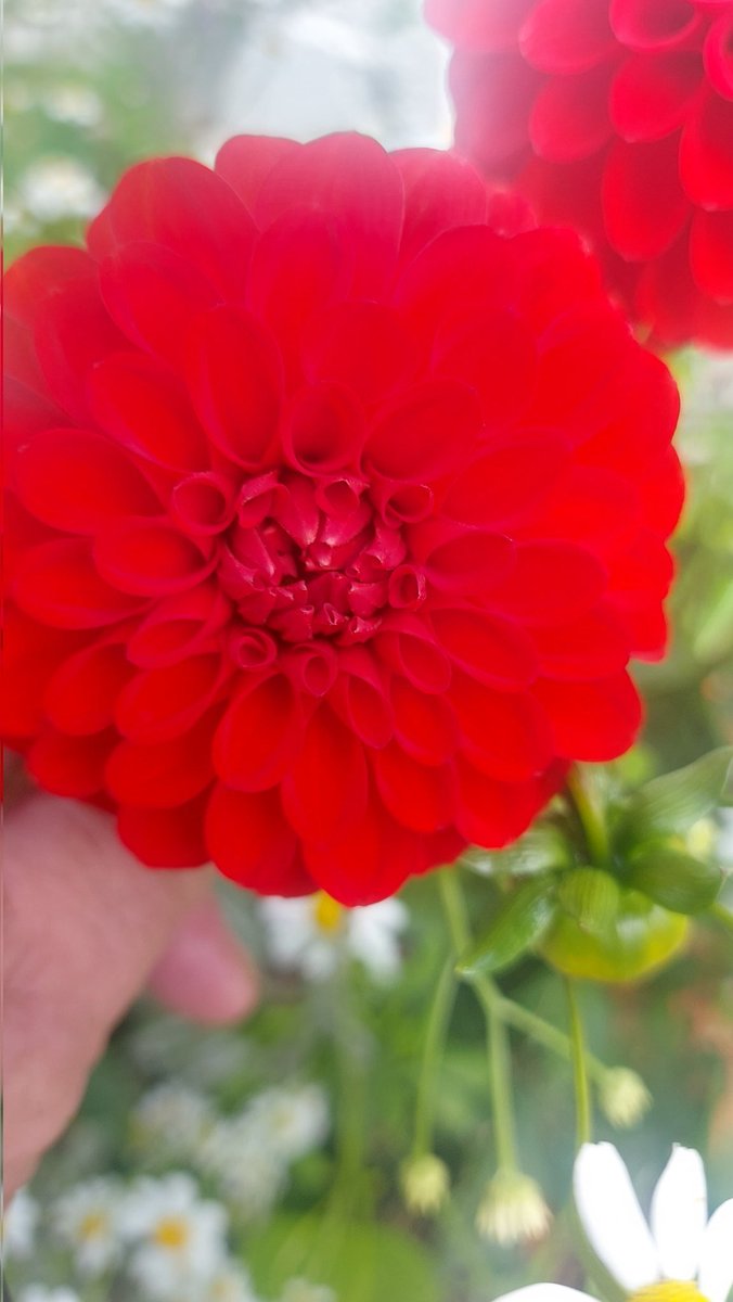 roy balfour tweet media