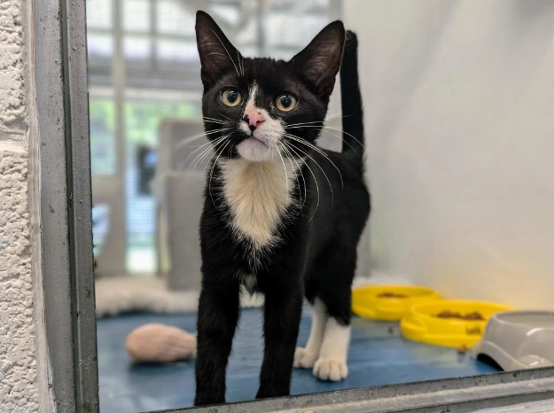 CatsWMids's tweet photo. Name a better duo than Cheese and Chive! 🧀

This energetic duo is looking for a home with a garden. Could you help? 

We get a lot of applications for our kittens, so please do keep checking our website here: https://t.co/QFtcvePV8I https://t.co/78ZbJOdslh