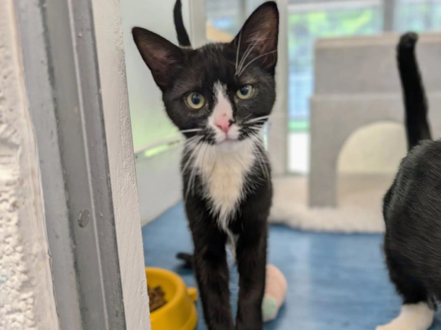 Name a better duo than Cheese and Chive! 🧀

This energetic duo is looking for a home with a garden. Could you help? 

We get a lot of applications for our kittens, so please do keep checking our website here: cats.org.uk/birmingham#ado…