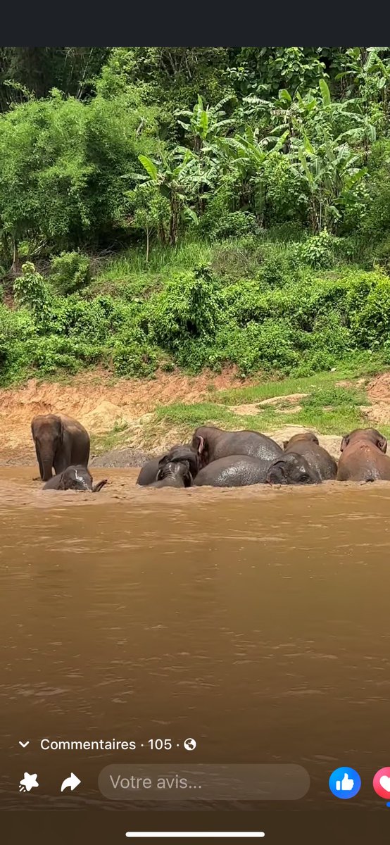 Lucycrew7's tweet image. Difference between false sanctuary like #Elephantstay and real one like #ElephantNaturePark First 2 photos
is not allowed in a real #Sanctuary 
the next 2 is in real #Sanctuary 
#NoBath
#NoRide
#NoChains
#NoBullhook 
#NoTouch 
#Freedom
Please tourist open your 👀 on this #Cruelty