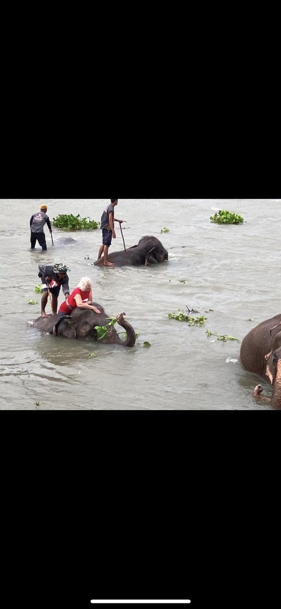 Lucycrew7's tweet image. Difference between false sanctuary like #Elephantstay and real one like #ElephantNaturePark First 2 photos
is not allowed in a real #Sanctuary 
the next 2 is in real #Sanctuary 
#NoBath
#NoRide
#NoChains
#NoBullhook 
#NoTouch 
#Freedom
Please tourist open your 👀 on this #Cruelty