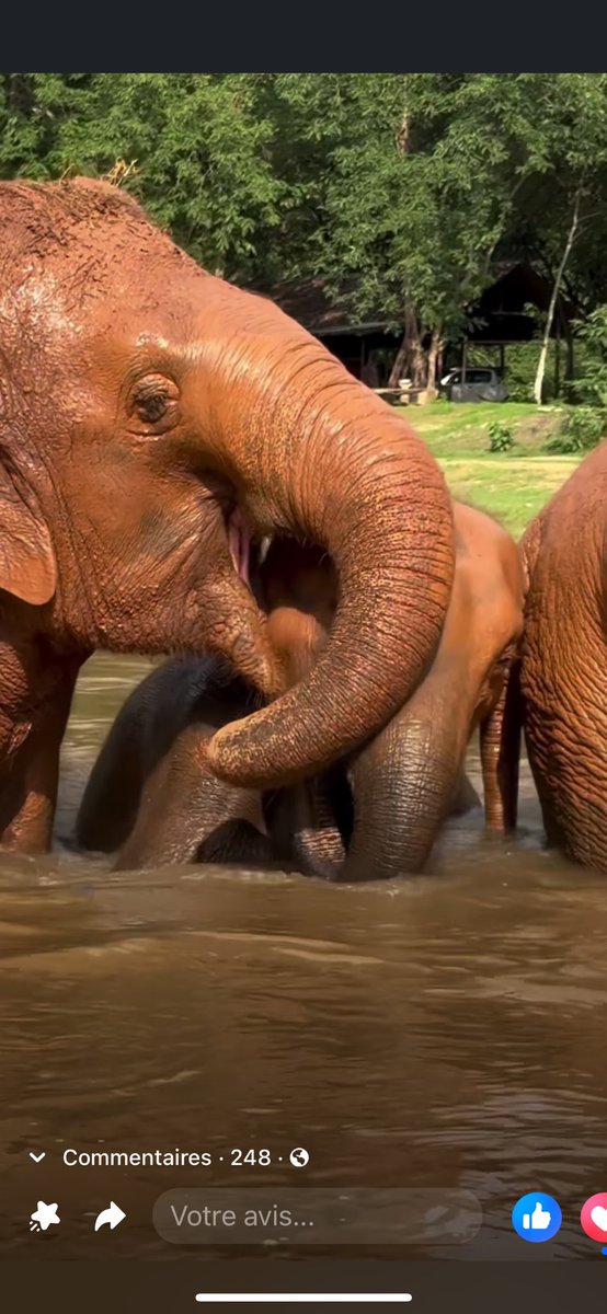 Lucycrew7's tweet image. Difference between false sanctuary like #Elephantstay and real one like #ElephantNaturePark First 2 photos
is not allowed in a real #Sanctuary 
the next 2 is in real #Sanctuary 
#NoBath
#NoRide
#NoChains
#NoBullhook 
#NoTouch 
#Freedom
Please tourist open your 👀 on this #Cruelty