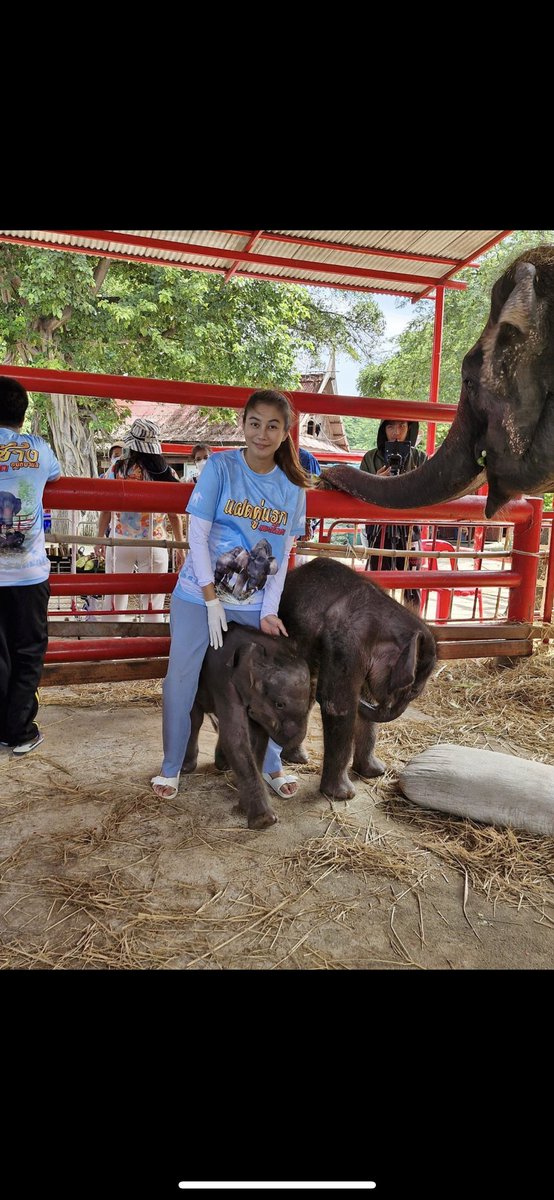 Lucycrew7's tweet image. Difference between false sanctuary like #Elephantstay and real one like #ElephantNaturePark First 2 photos
is not allowed in a real #Sanctuary 
the next 2 is in real #Sanctuary 
#NoBath
#NoRide
#NoChains
#NoBullhook 
#NoTouch 
#Freedom
Please tourist open your 👀 on this #Cruelty