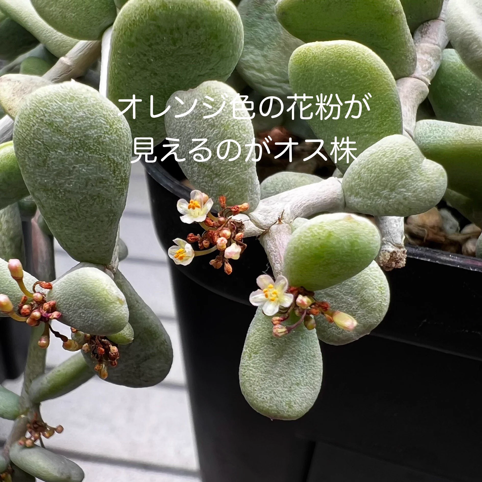 モーリ｜お金がなくてもパキポが欲しい! on X: 