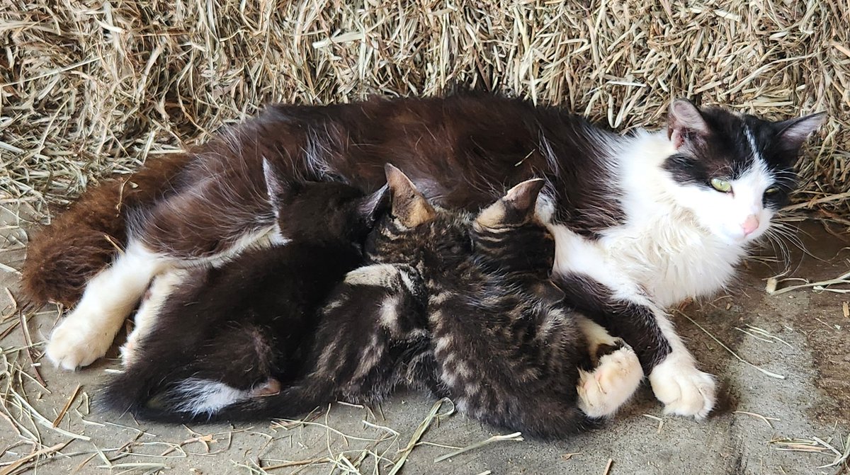 BethP9999's tweet photo. Good #TouchingTuesday morning! This sweet barn cat was hot and tired, but oh, so caring. So, she was told, "The simple act of caring is heroic." Enough said. Have a terrific day! https://t.co/qqdUdUVn51