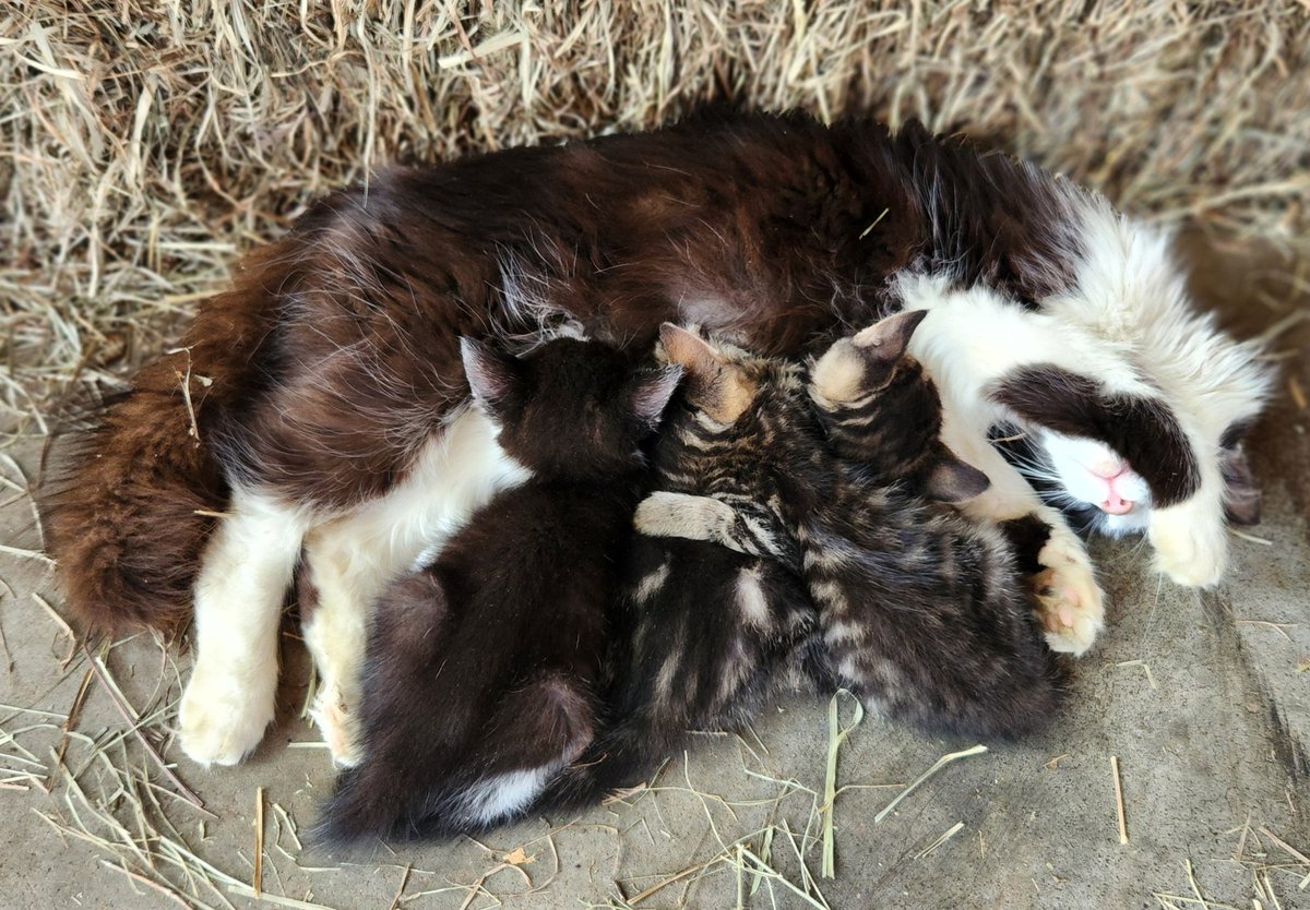 BethP9999's tweet photo. Good #TouchingTuesday morning! This sweet barn cat was hot and tired, but oh, so caring. So, she was told, "The simple act of caring is heroic." Enough said. Have a terrific day! https://t.co/qqdUdUVn51