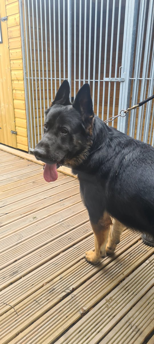 BenchmarkKenne1's tweet photo. High-quality dog kennels for sale, all made with premium grade tanalised timber. Get in touch for a personalised quote #dogs #dogsofinstagram #dog #doglover #dogoftheday #instadog #doglovers #doglife #pets #love #puppylove #puppies #pet #securitydog #dogsofinsta #protectiondog https://t.co/WS9Uzkdx47