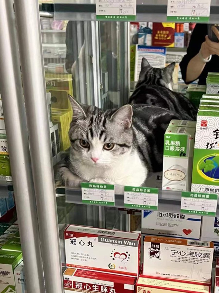 AnimalFW_TH's tweet image. ขอยาที่ไม่ต้องกินก็สามารถรักษาความเหงาในใจได้หน่อยฮะคุณหมอ 🥹
ยาตัวนั้น :