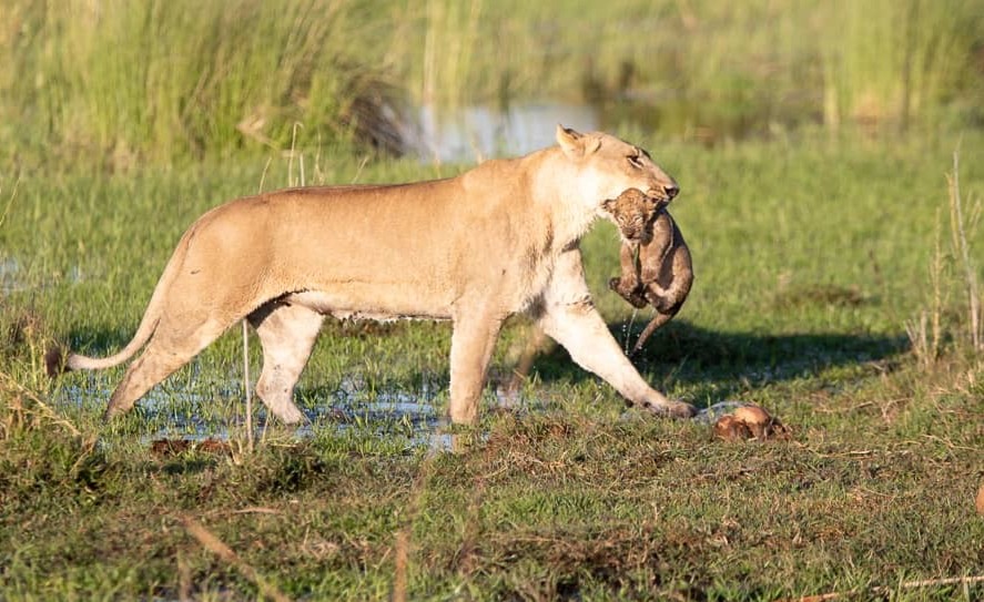 A beautiful moment where guests got to witness this protective mother carrying her (soaking wet) cub across one of the channels of the Okavango Delta.​

Experience the magic of Wilderness Jao bit.ly/4cQCuyn

📷 Ona Basimane

#WeAreWilderness #WildernessJao #OkavangoDelta