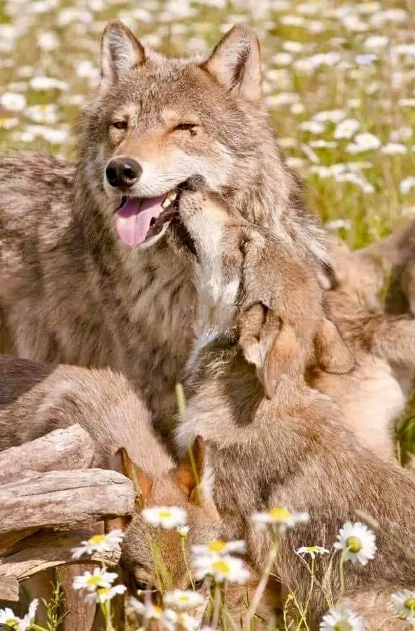 Wolfs_Loves's tweet photo. So beautiful ❤️❤️ https://t.co/eNlMYsK5v4