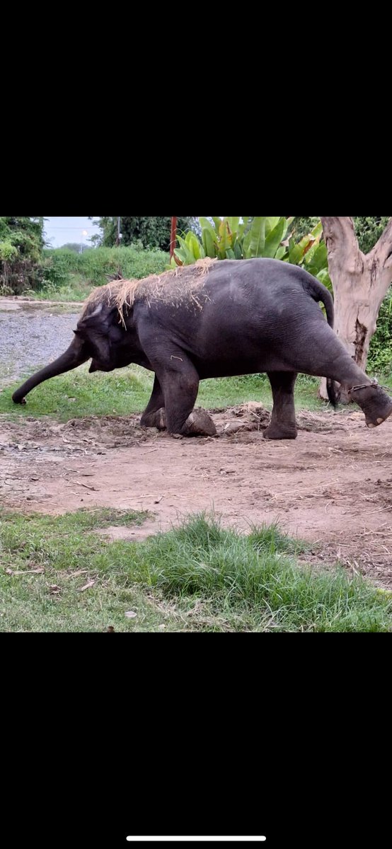Lucycrew7's tweet image. Elephant is not a drawing board and does not draw !! it is forced to do it pricked by a needle same thing with the music of Paul Barton a true sanctuary would never allow this!!! 
That why he play at #Elephantstay 
The hell hole 🙏tourist be careful
Don’t support cruelty