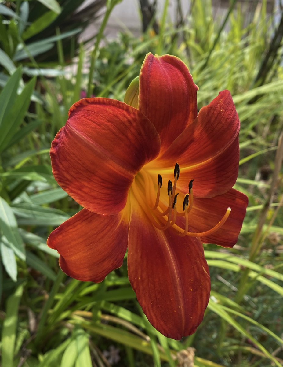 mu3izza's tweet photo. lillies https://t.co/mW9oMCzjoE