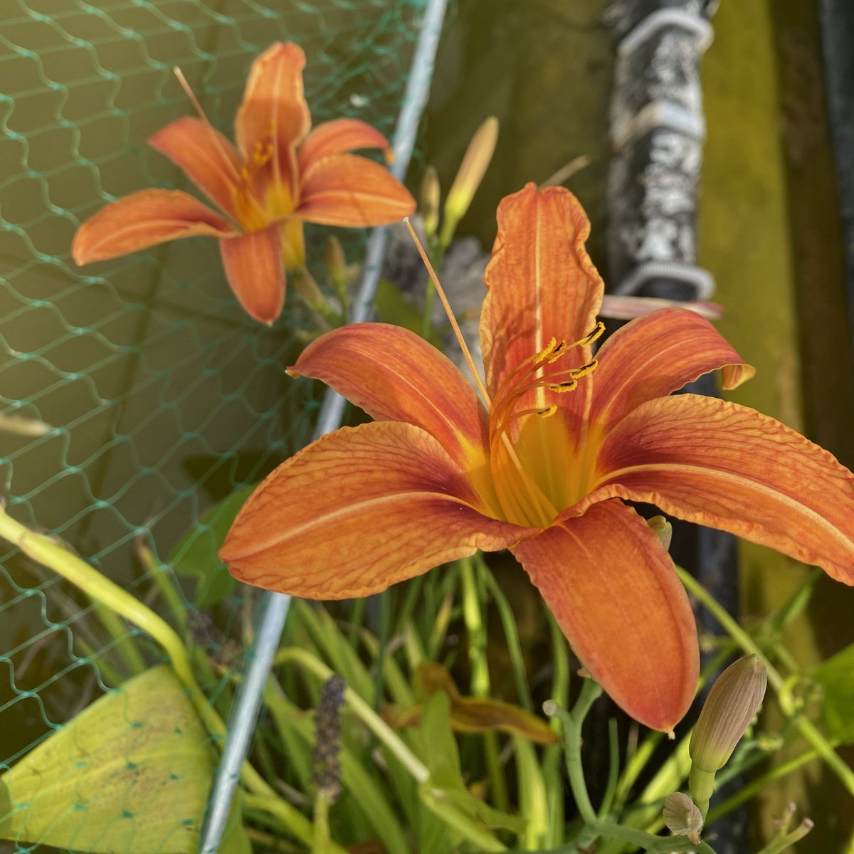 mu3izza's tweet photo. lillies https://t.co/mW9oMCzjoE