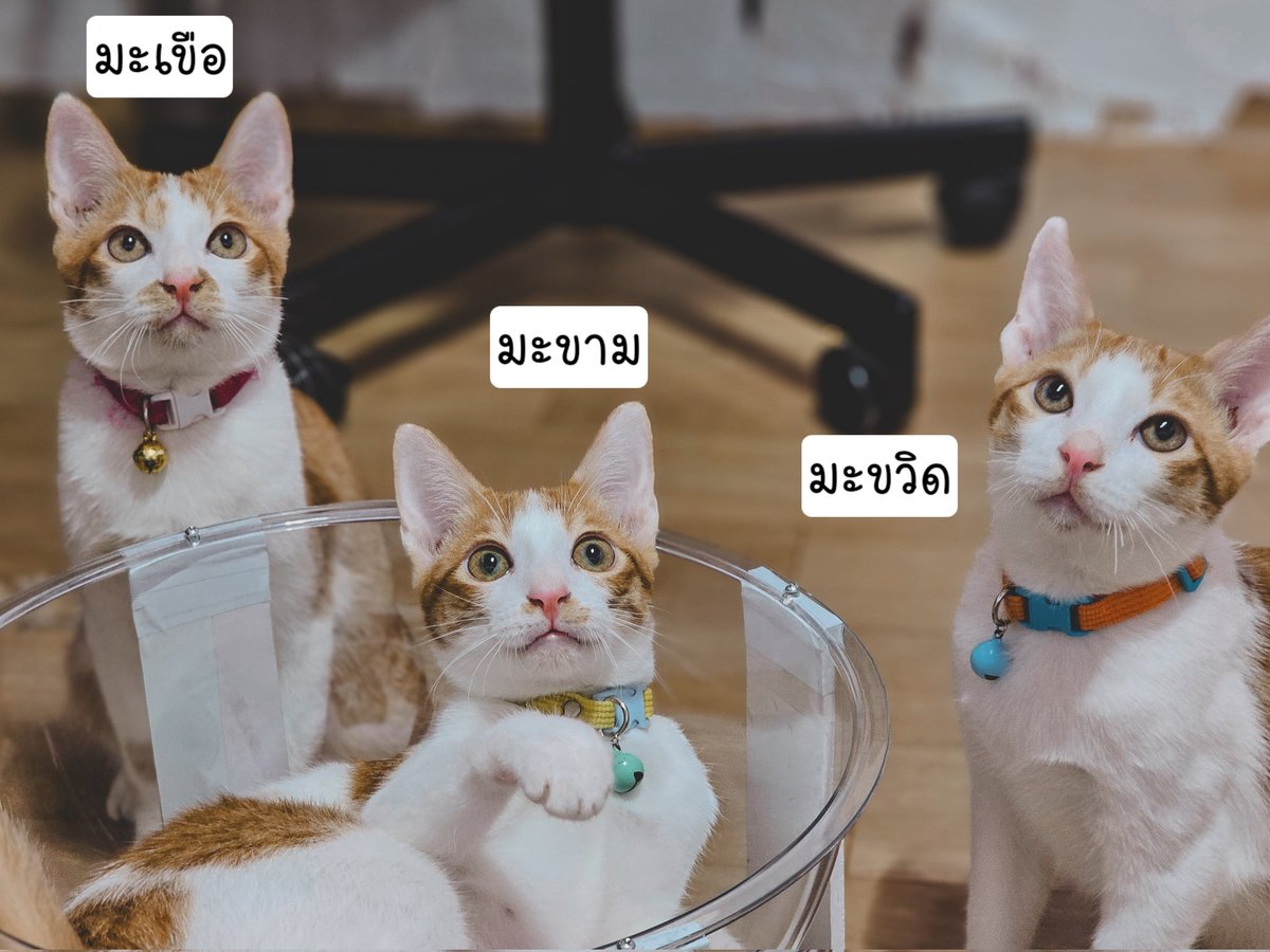 Somzdn's tweet photo. @ee_dear ชื่อดช. มะเขือ ดช.มะขวิด ดญ.มะขามค่ะ https://t.co/HG6E6OKoig