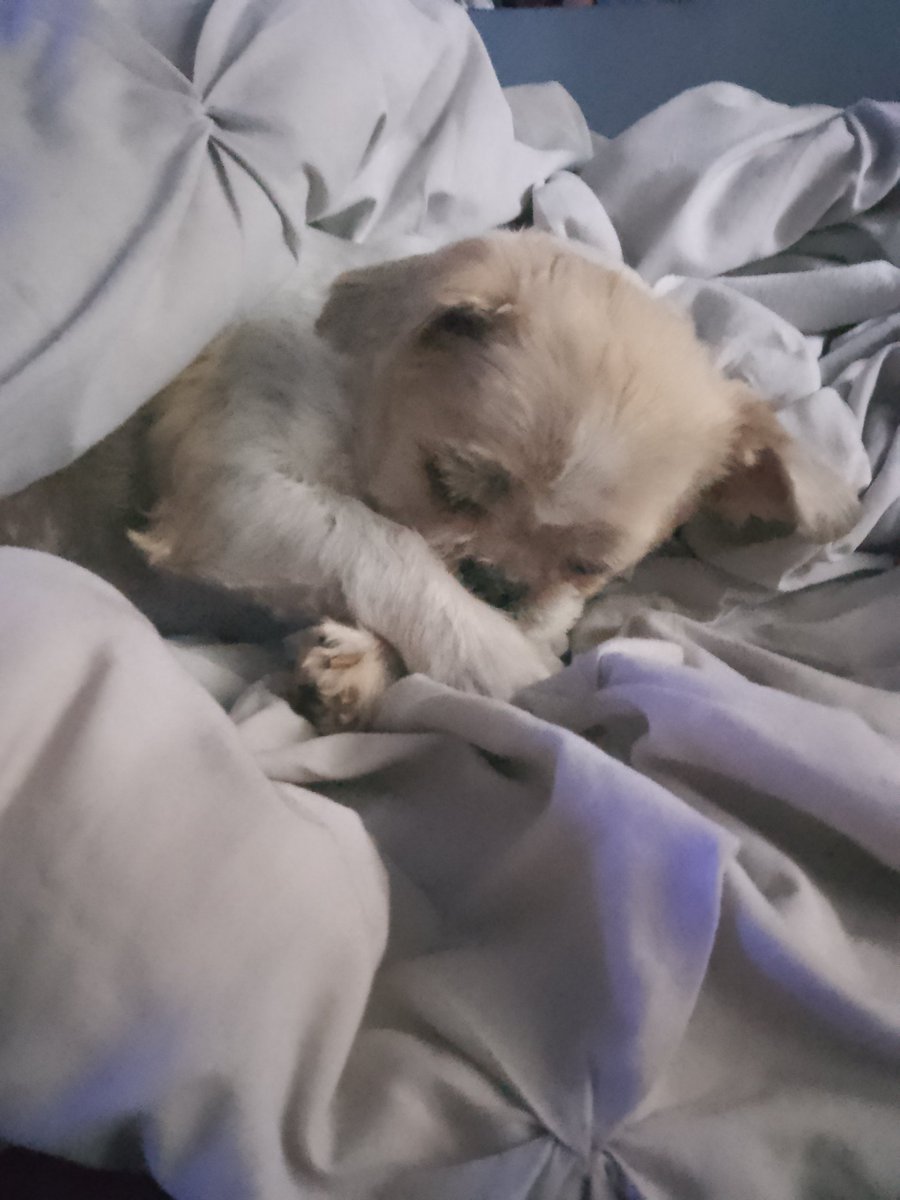 Tallulah🐶&Mum🧘🏼‍♀️💕 tweet media