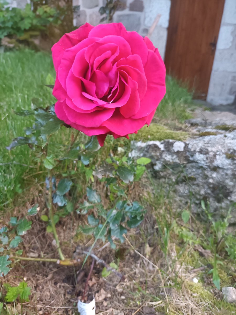 Fleurdopale2's tweet photo. @framboiseneige Bonjour Framboise 😊 je t embrasse affectueusement https://t.co/Q84zqYz1D9