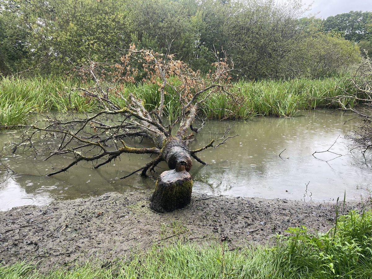 Dr Erica McAlister (@flygirlnhm) on Twitter photo Three malaise traps erected for <a href="/BIOSCAN_UK/">BIOSCAN in the UK</a> - 3 habitats at @KneppWilding - 1 next to scrape, 1 next to old pond (fav of the pigs), & 1 in with the beavers! - <a href="/opwall/">Operation Wallacea</a>’s very own @miss_lenoir is leading the sampling
The British ‘summer’ is going to be a challenge for the insects Three malaise traps erected for <a href="/BIOSCAN_UK/">BIOSCAN in the UK</a> - 3 habitats at @KneppWilding - 1 next to scrape, 1 next to old pond (fav of the pigs), & 1 in with the beavers! - <a href="/opwall/">Operation Wallacea</a>’s very own @miss_lenoir is leading the sampling
The British ‘summer’ is going to be a challenge for the insects