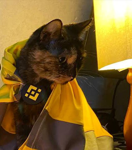 Skyne25's tweet photo. @POPCATSOLANA @Bybit_Official @POPCATSOLANA  @binance https://t.co/fNtSp0nBBi