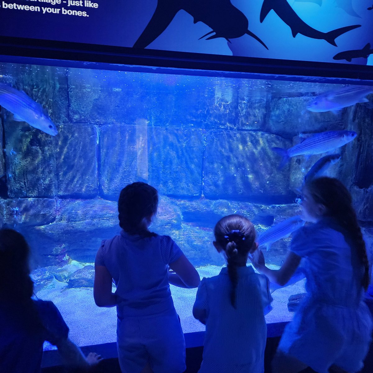 halebank_sch's tweet photo. Beech Class are loving the aquarium at Liverpool world museum 🐟🐠🐙🦈 #HBBeech #HBScience #liverpoolmuseum #HBGeography https://t.co/URiDvMFWeH