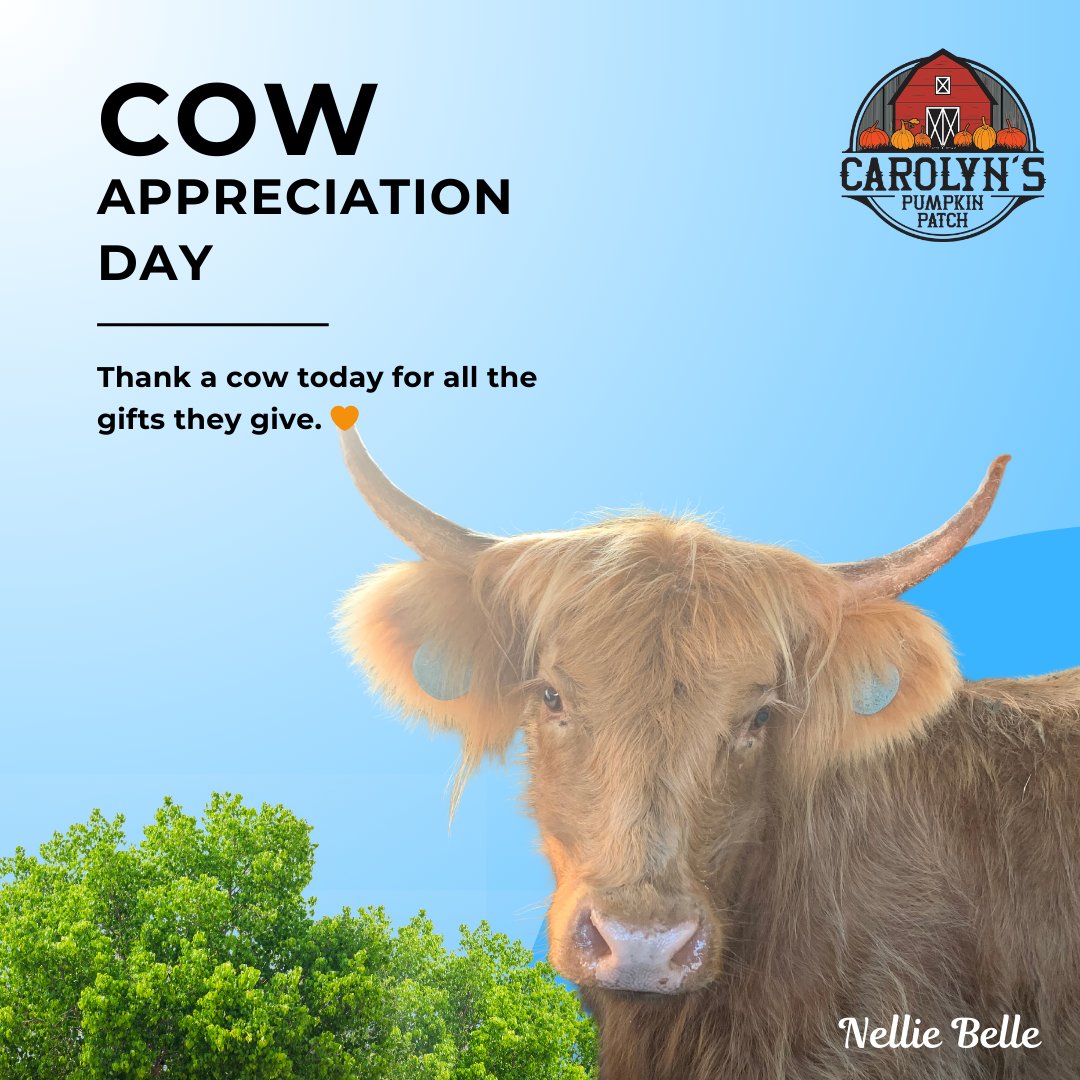 Today is 𝑪𝒐𝒘 𝑨𝒑𝒑𝒓𝒆𝒄𝒊𝒂𝒕𝒊𝒐𝒏 𝑫𝒂𝒚  🧡  From Ice Cream to Cheese, they give us so much, if you pass any today, give 'em a shout-out and we'll be sure to give our own Nellie Belle a little extra love today!

#cow #cowappreciationday #farmlife #cows