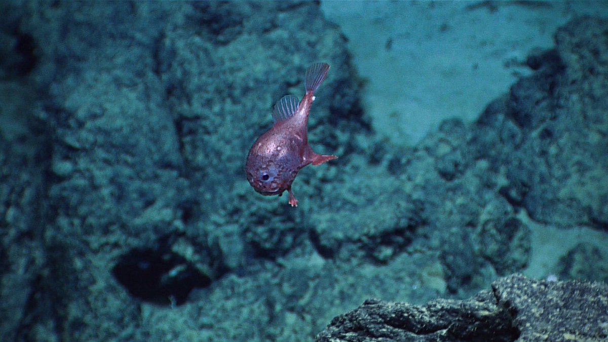 DeepStewardship's tweet photo. 📣 Have you read our latest Deep-Sea Round-Up? 
🌊 We share new research on VMEs, the impacts of organic enrichment on the deep ocean, and how deep-sea life has evolved to perform under pressure.
👉 https://t.co/xBvTiypmum 
📸 @OceanExplorer https://t.co/TYJyroTuYt