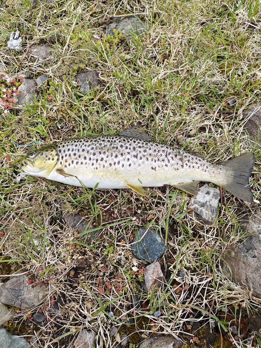 AtleM's tweet image. Heeelt greit 😍