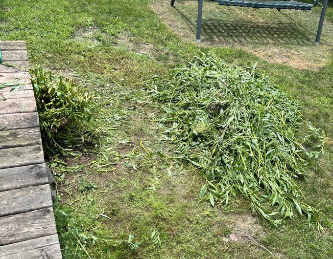 😮&zwj;💨 this picture doesn&rsquo;t do justice to how much cutting I did with sheers   That bush was getting HUGE