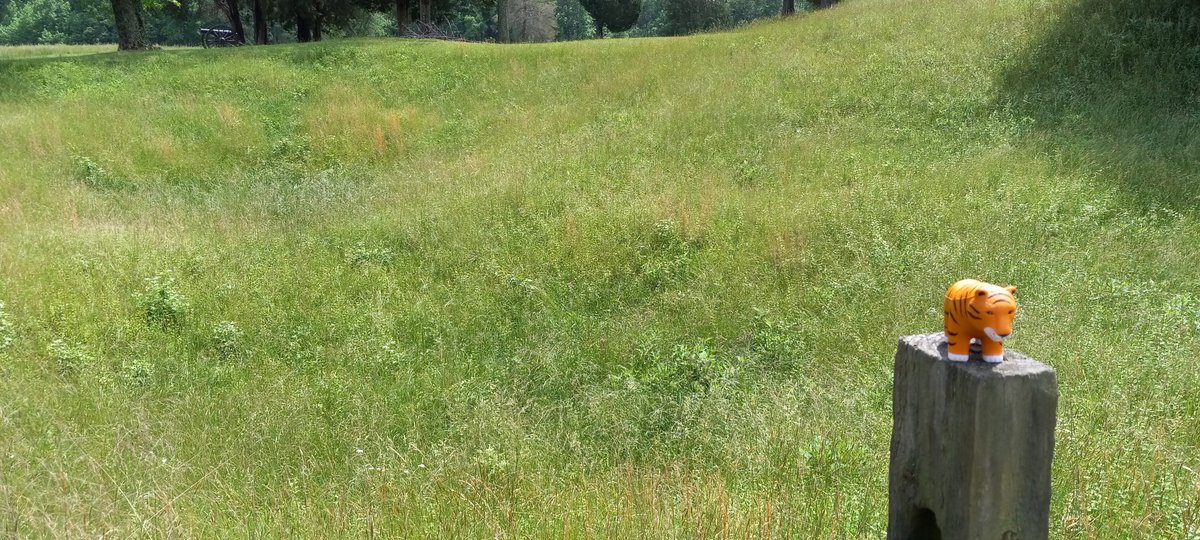 Auburn University Libraries tweet media