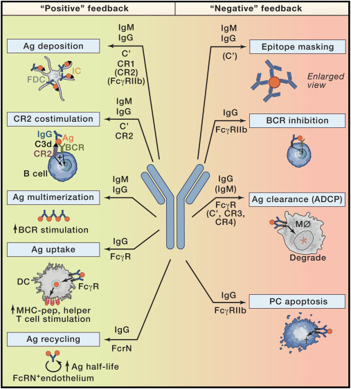 REVIEW <a href="/ImmunityCP/">Immunity</a> 
Antibody modulation of B cell responses—Incorporating positive and negative feedback
cell.com/immunity/fullt…