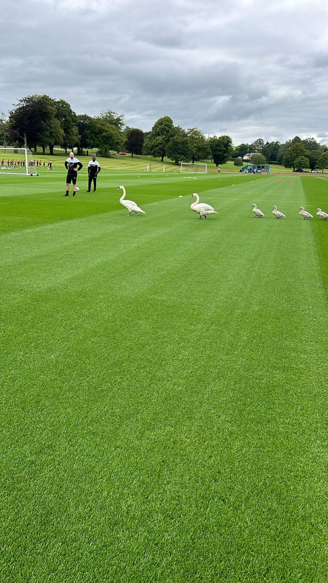 lee_sout's tweet image. 🇧🇪 Our sister club @kvkofficieel have joined us @TheValeResort to prepare for our upcoming #PreSeason friendly on Saturday 🤝

They were greeted by a few unwelcome guests at the 1st session 🦢

Pitches in excellent condition as always @devsieboy 🌱

#CityAsOne