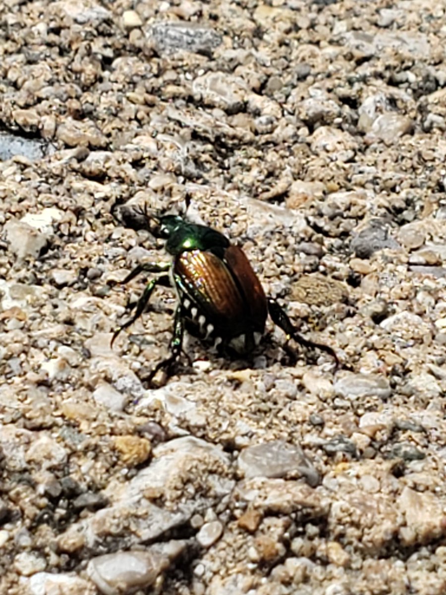 dog_painted's tweet photo. @ana_pijamas Found this cool little dude a while ago https://t.co/QI5wfee4R3