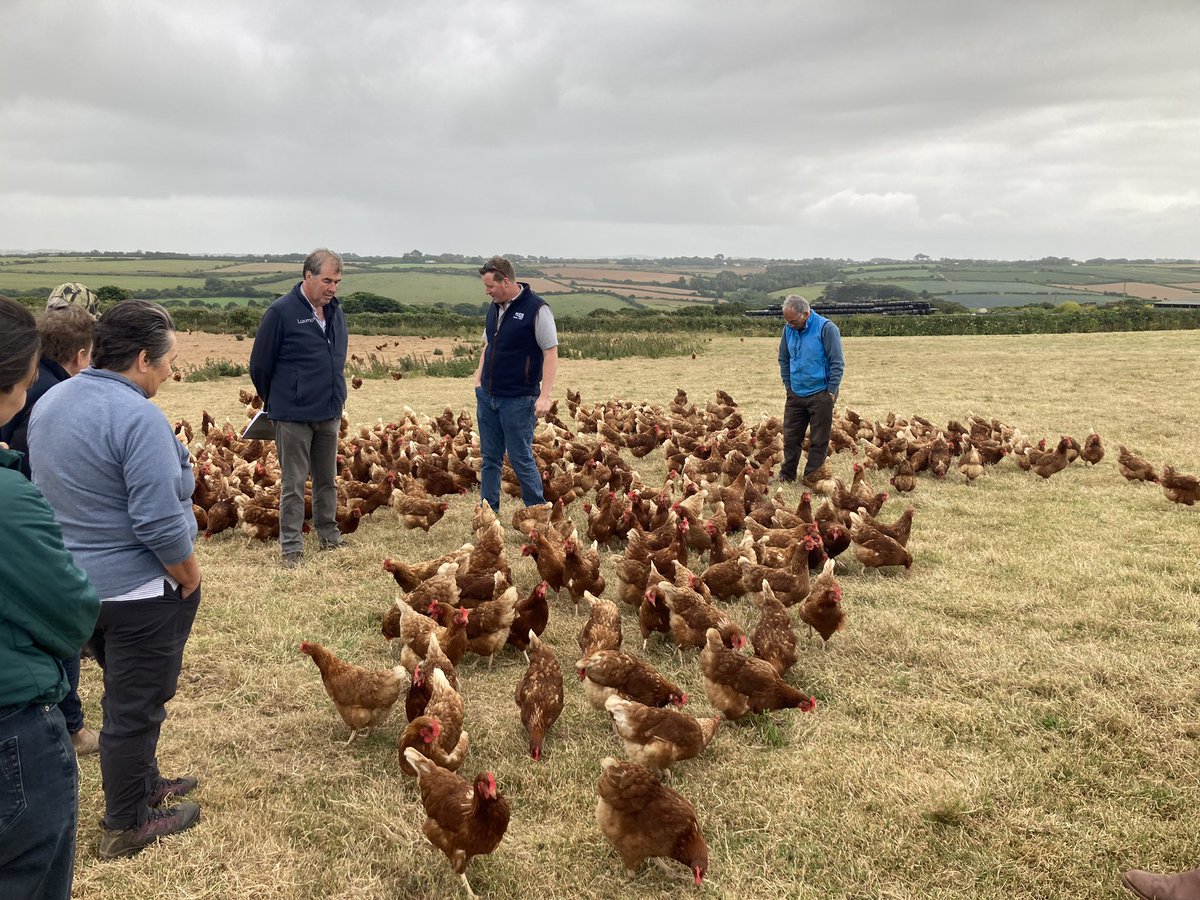 cereals_sw's tweet image. Last week we launched with @monitorfarm in Camborne. Pete hosted expertly, the turnout was good, weather played nicely, @Tom_Clarke joined us and even the chickens appeared to enjoy the event. Looking forwards to winter series here! @AHDB_Cereals