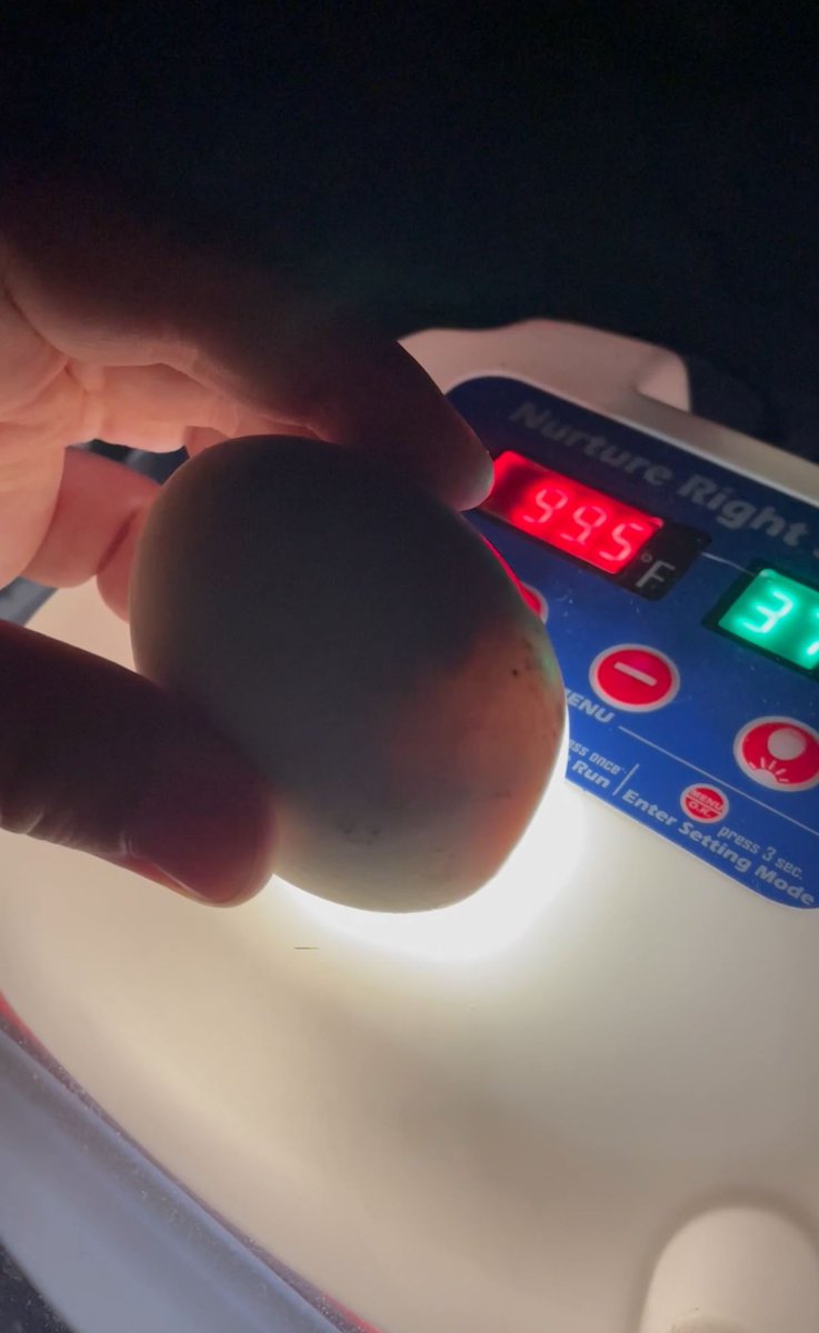 dunningcpa's tweet photo. Some of you know our fabulous Melissa. But what you might not know is that she has spent the better half of this summer hatching, raising, and loving the cutest little ducks we have ever seen! Here is just a peek into her duckling adventures 🐣🦆🧡💚 https://t.co/HHfLDBuFBf