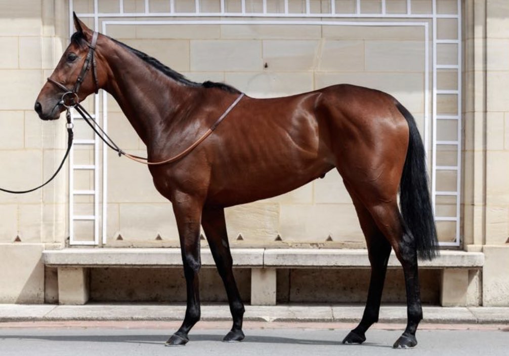 Lotus Bloodstock tweet media