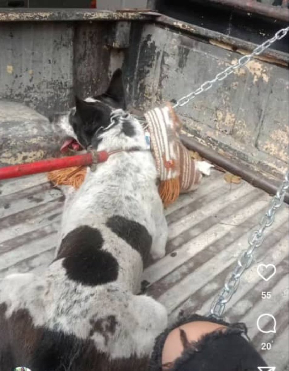 h_ale's tweet photo. Sr fiscal @TarekWiliamSaab ud prometió velar por la integridad de los animales @Famatodo La Carlota "desapareció" un perro comunitario muy querido por los vecinos. Cumpla su palabra e investigue @MinpublicoVEN @PerroUsuario @SomosNevado @FRAENKELE #DondeestaManchas https://t.co/7VGWVXSsWi