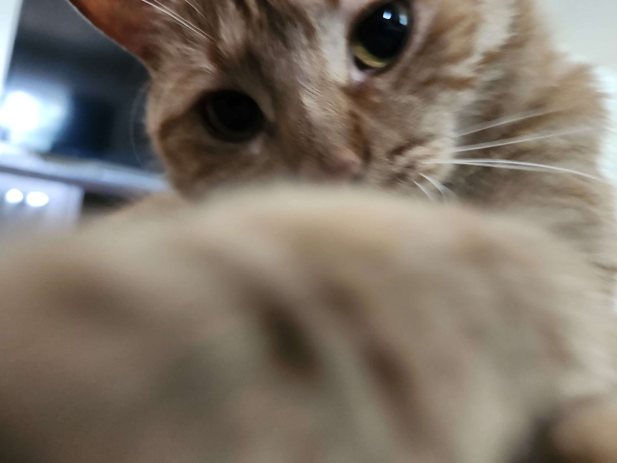 79FILESACCESSED's tweet photo. (( folks, I'm cooked. I forgot the password to this account, break wasn't meant to be that long.

uhh, that's to say I'm coming back soon. just planning a few things out first. https://t.co/3D8Ghfgyi5