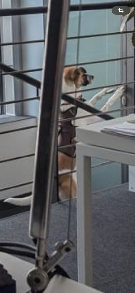 Wo bleibt die Arbeitsmoral? Gleich am ersten Tag versuchen, aus dem Büro auszubüxen #Arry