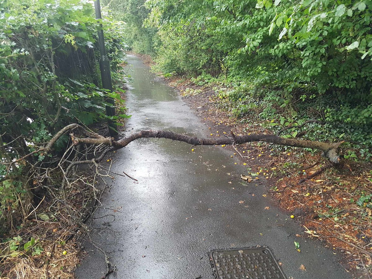 RoxanneC's tweet photo. Hey @Merton_Council This branch has fallen across the tramway path hitting me. Who do I contact about it? https://t.co/wAjPFUP8Re